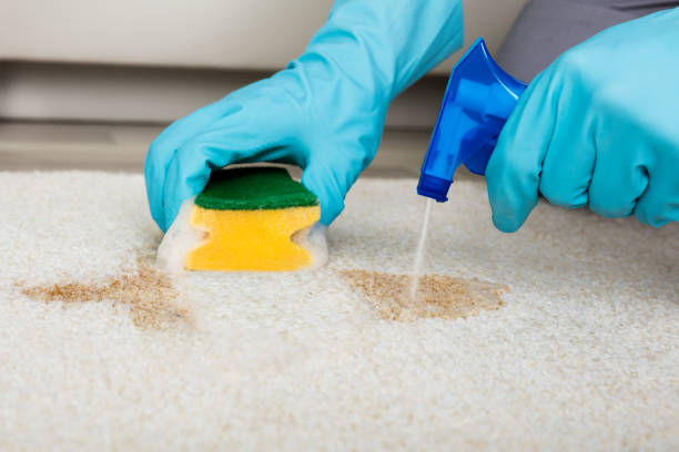 Carpet stain being removed with hot water extraction